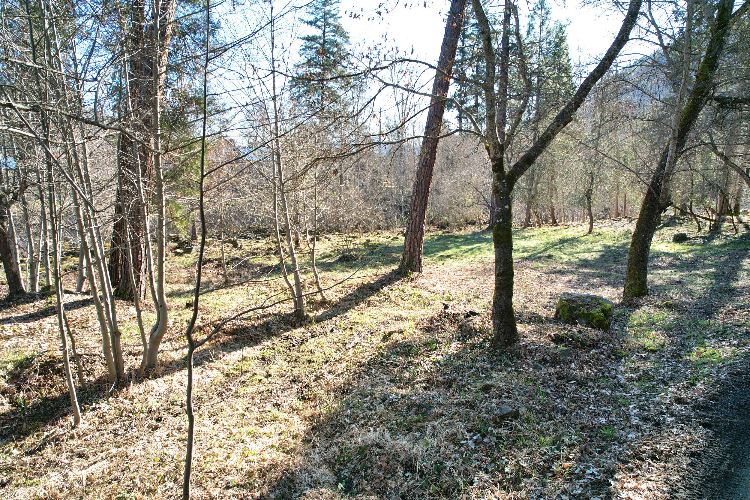Tree Groves