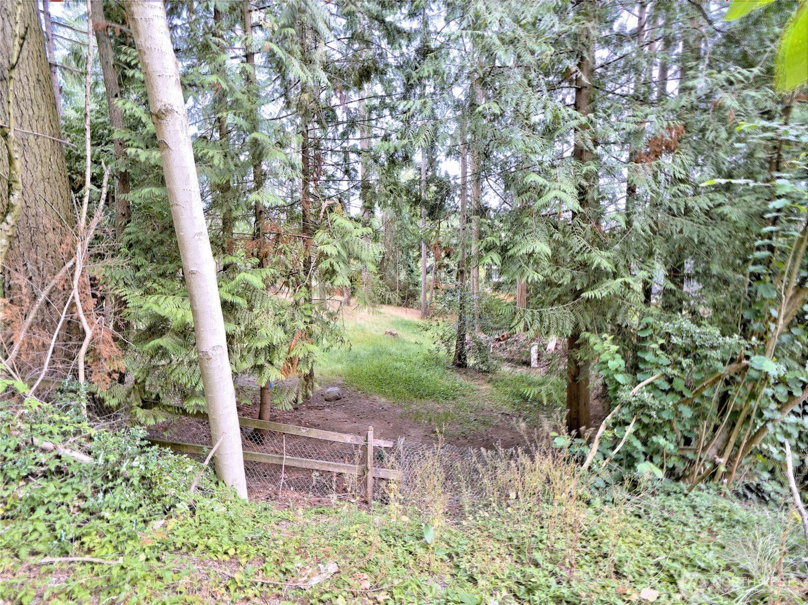 17204 Northup Way Bellevue, WA 98008 - Photo 12 of 30 a backyard of a house with lots of green space