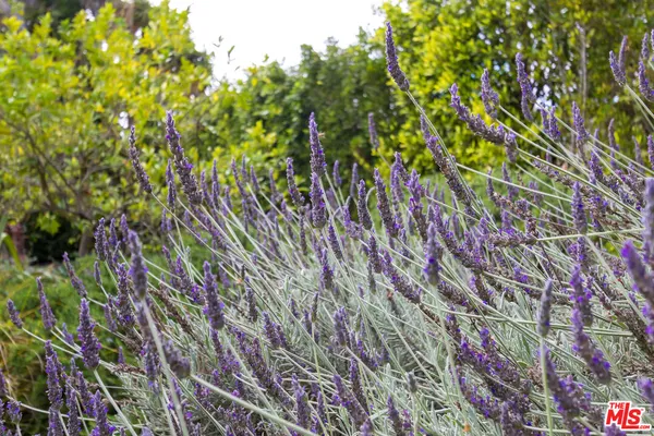 a close up of a plant