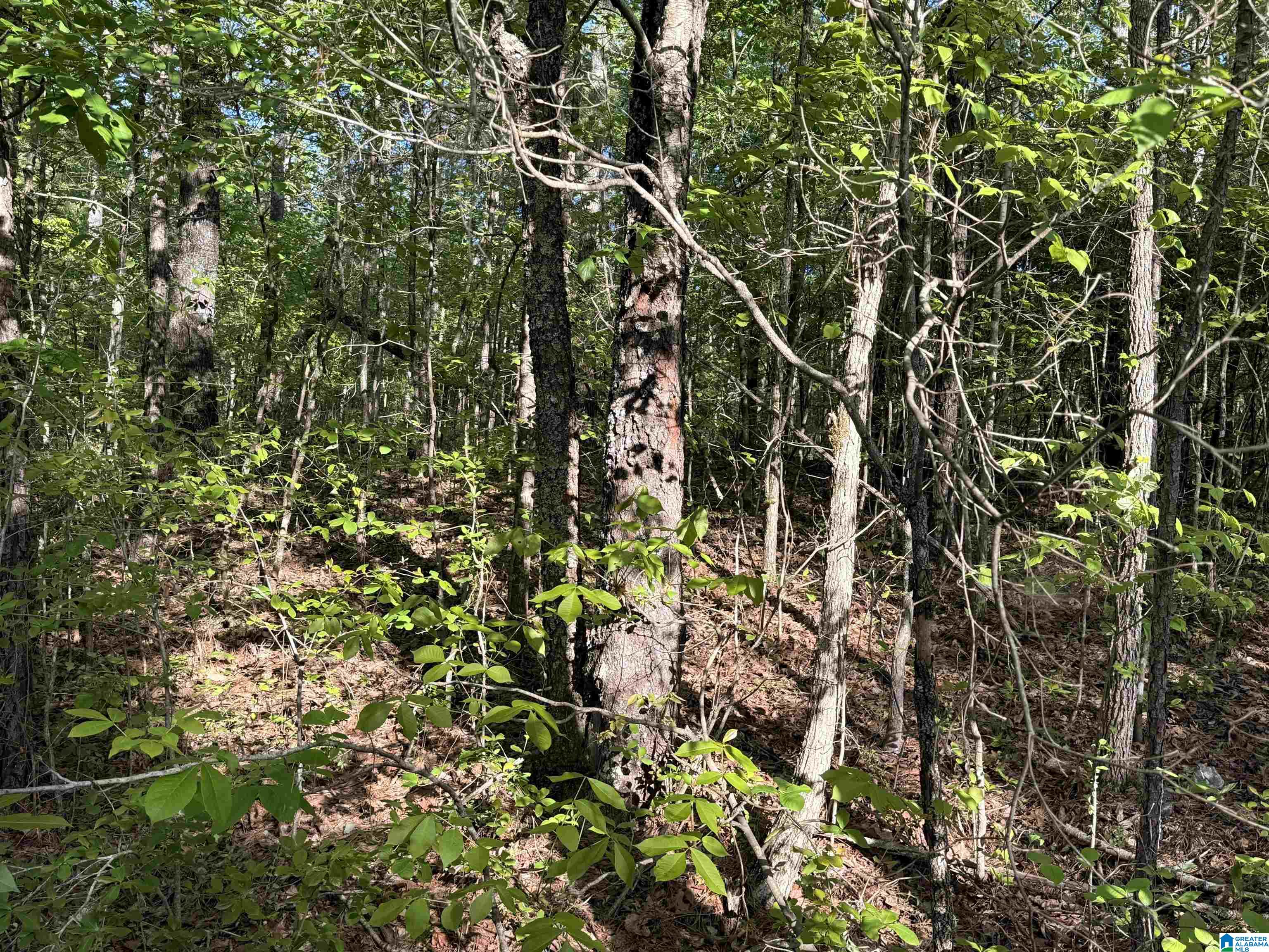0 Piney Woods Road, Unit 3 Vincent, AL 35178 - Photo 11 of 16