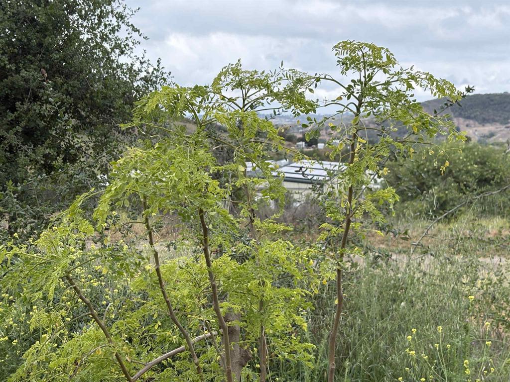 0 Santa Virginia Drive Valley Center, CA 92082 - Photo 13 of 32