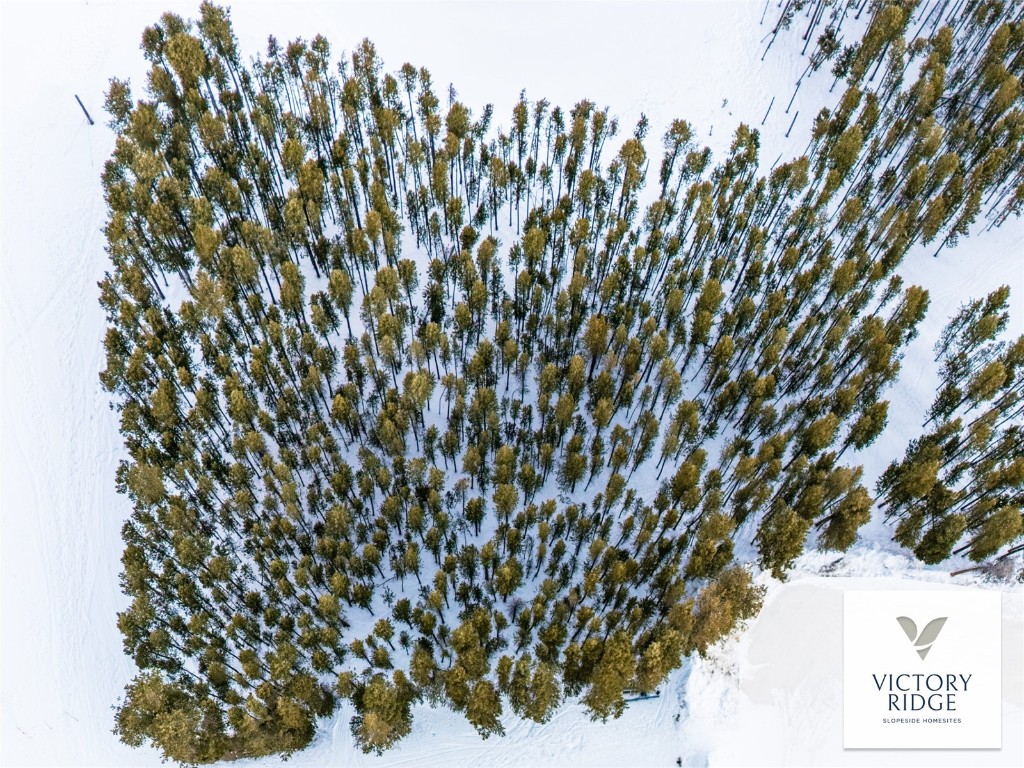 7 Legacy Way Breckenridge, CO 80424 - Photo 4 of 12 a view of a tree with a tree in front of it