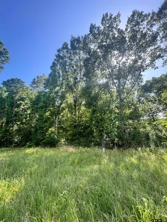 a view of a lush green space