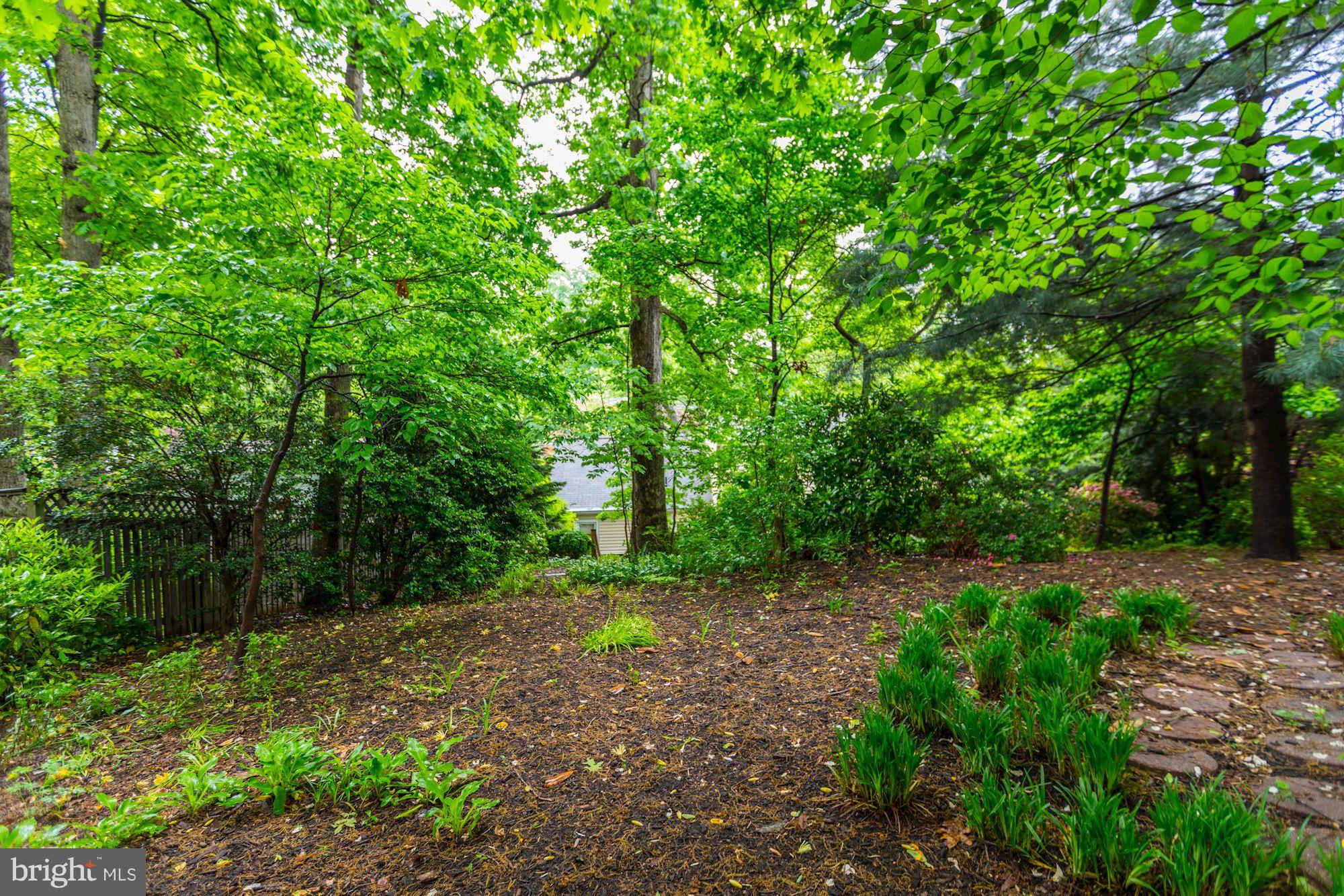 9700 Lorain Avenue Silver Spring, MD 20901 - Photo 30 of 30 Backyard Wooded Area