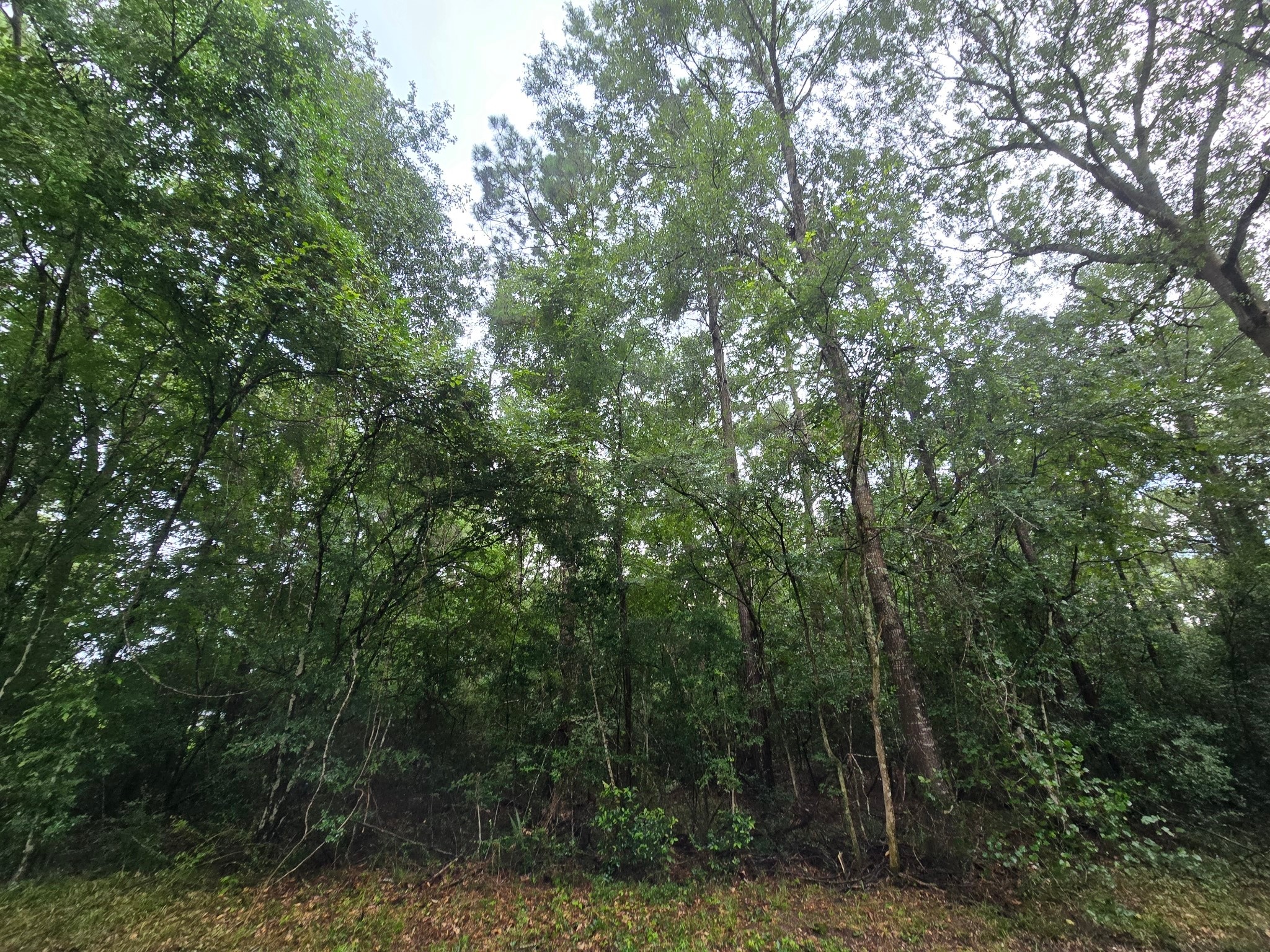 1208 County Road 377 Cleveland, TX 77327 - Photo 5 of 8 a view of forest
