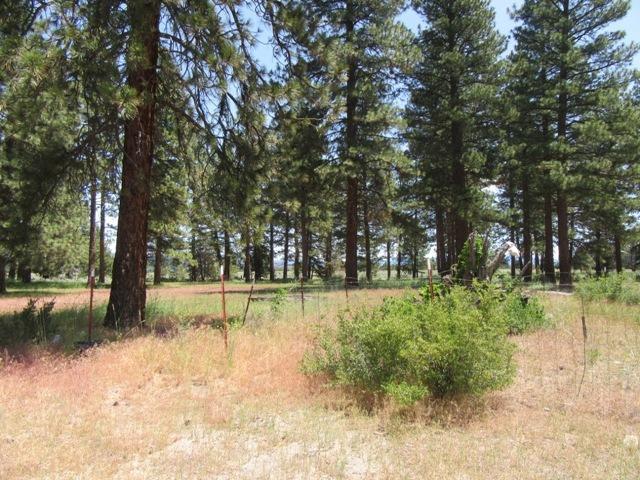 450 Oregon Pines Road Sprague River, OR 97639 - Photo 10 of 32 Additional Photo