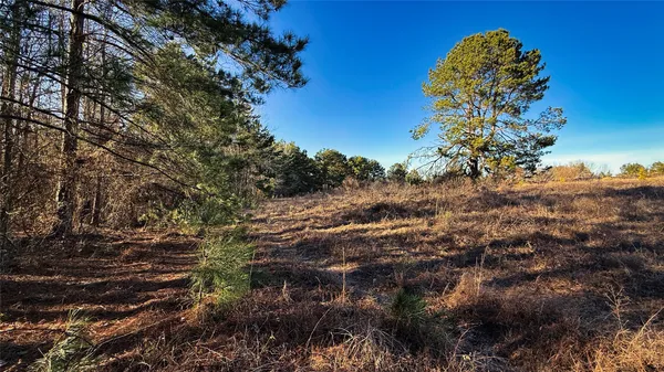 a view of dirt yard with trees