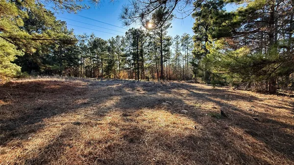 a view of forest