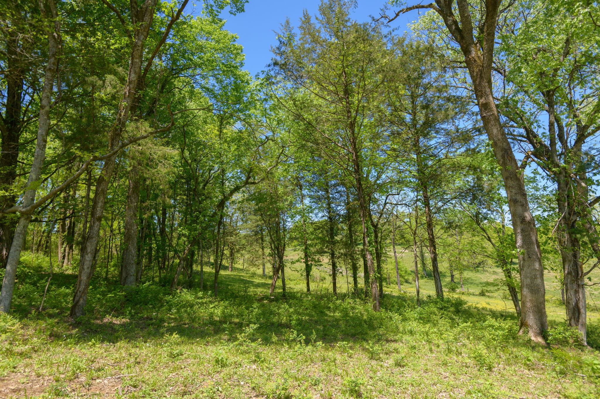 16 Halltown Road Hartsville, TN 37074 - Photo 14 of 47 Gallery Image 14