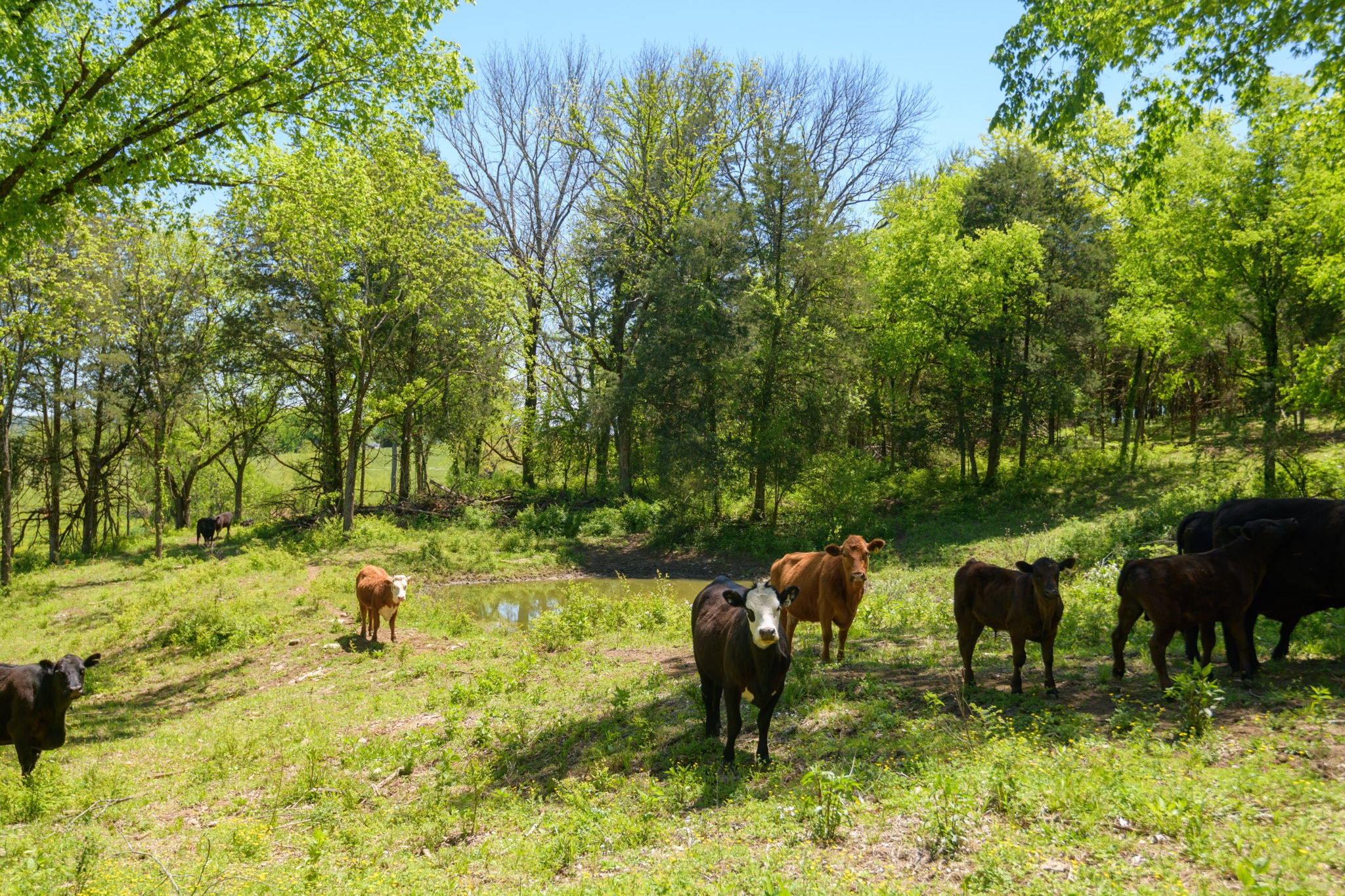 16 Halltown Road Hartsville, TN 37074 - Photo 15 of 47 Gallery Image 15