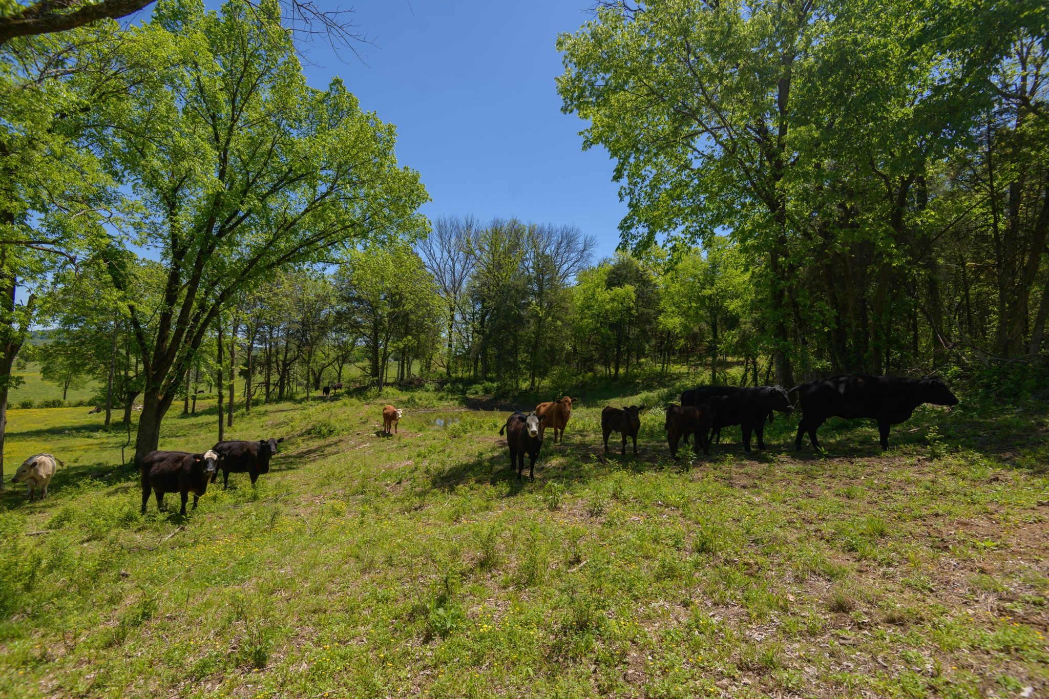 16 Halltown Road Hartsville, TN 37074 - Photo 16 of 47 Gallery Image 16