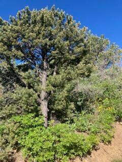 Lot 13 Fitzwater, Unit 13 Springdale, UT 84767 - Photo 11 of 12 11