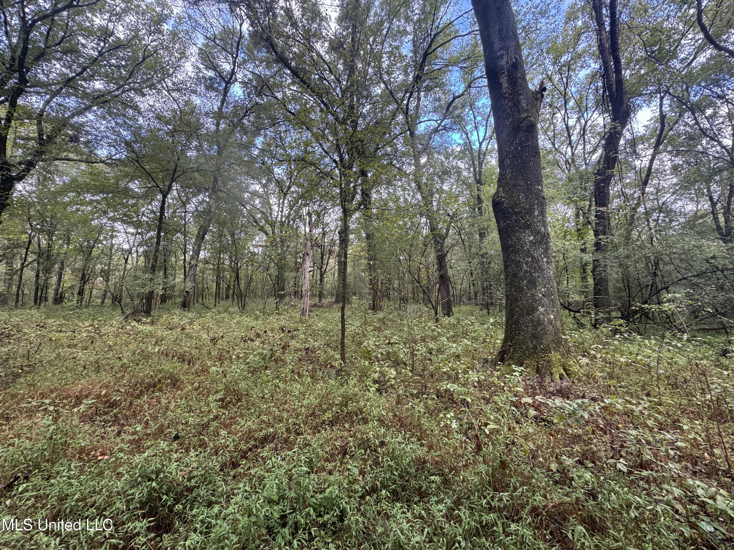 0 Cooperlow Road Coldwater, MS 38618 - Photo 32 of 59 NW Woods