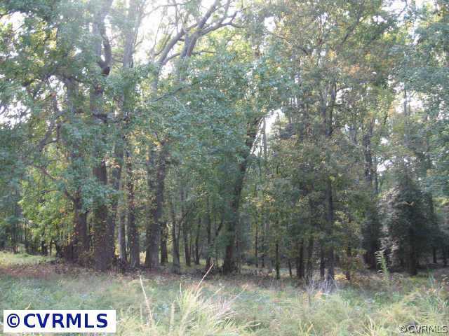 a view of forest