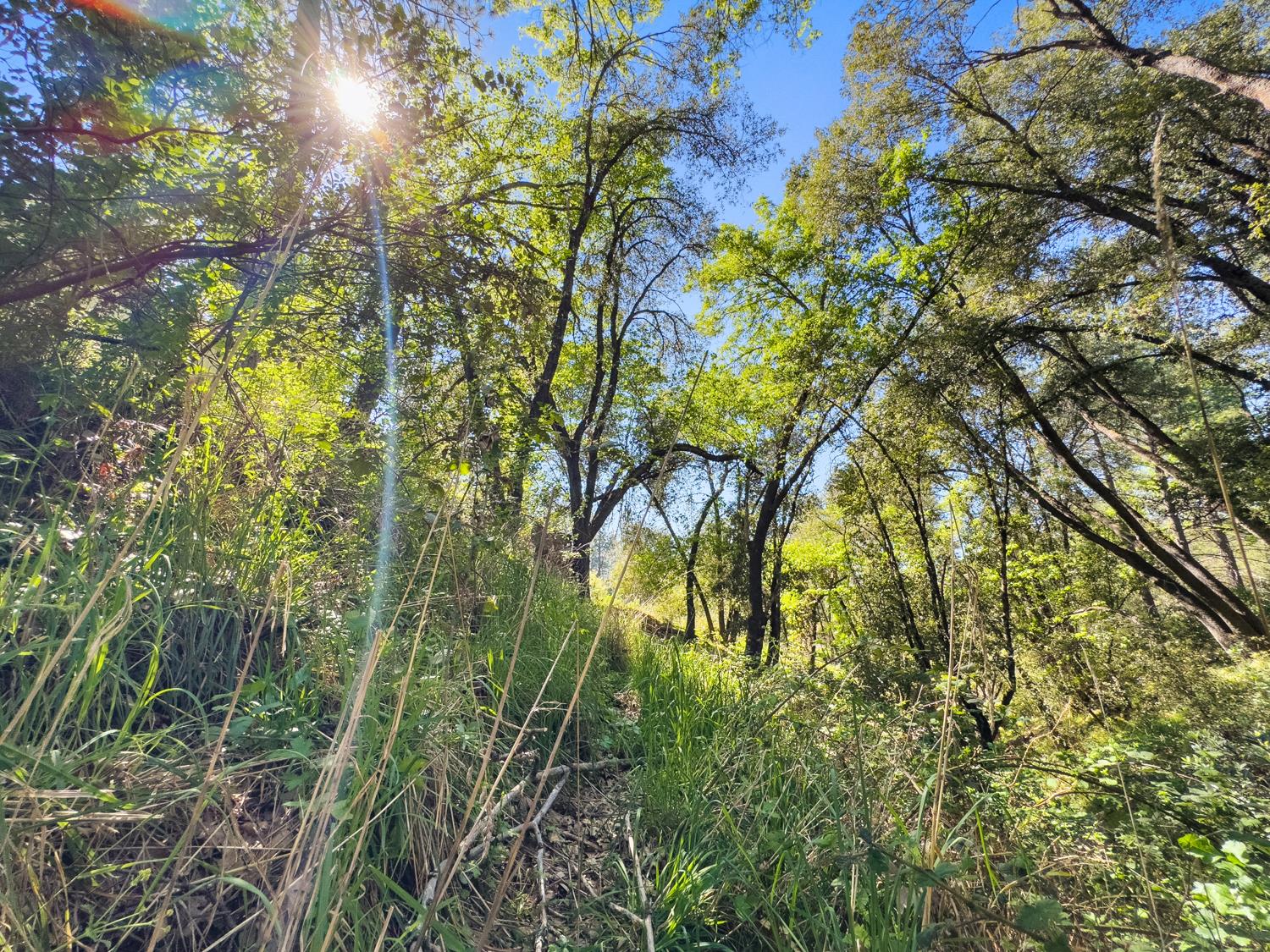 22666 Lower Quail Mine Road Sonora, CA 95370 - Photo 17 of 42