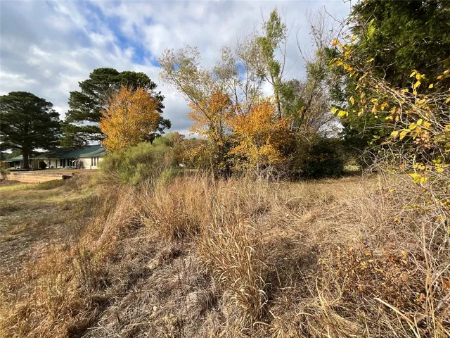 a view of a forest with a trees