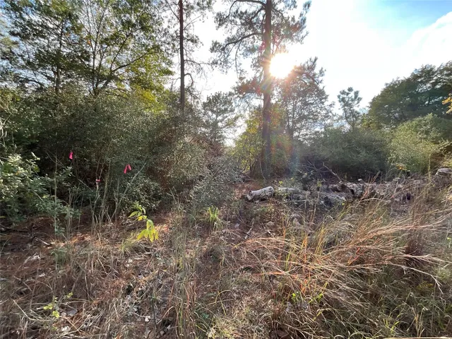 a view of a forest with trees in the background