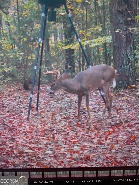 331 Worsham Road Culloden, GA 31016 - Photo 25 of 33