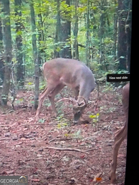 331 Worsham Road Culloden, GA 31016 - Photo 27 of 33