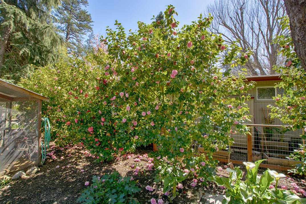 332 Riverside Avenue Ben Lomond, CA 95005 - Photo 26 of 29 Gallery Image 26