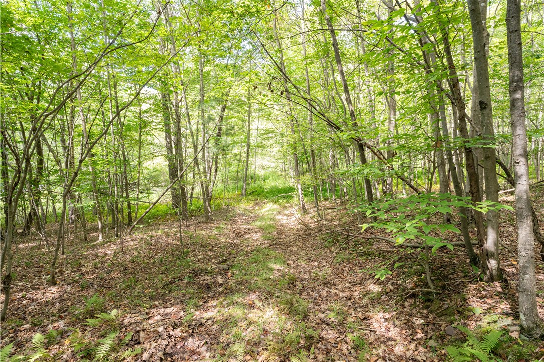 Joe Todd Road Fleischmanns, NY 12430 - Photo 3 of 18
