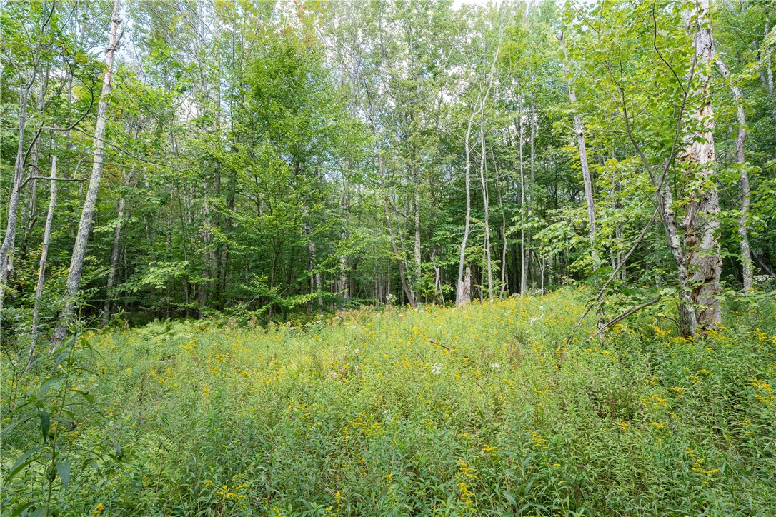 Joe Todd Road Fleischmanns, NY 12430 - Photo 5 of 18