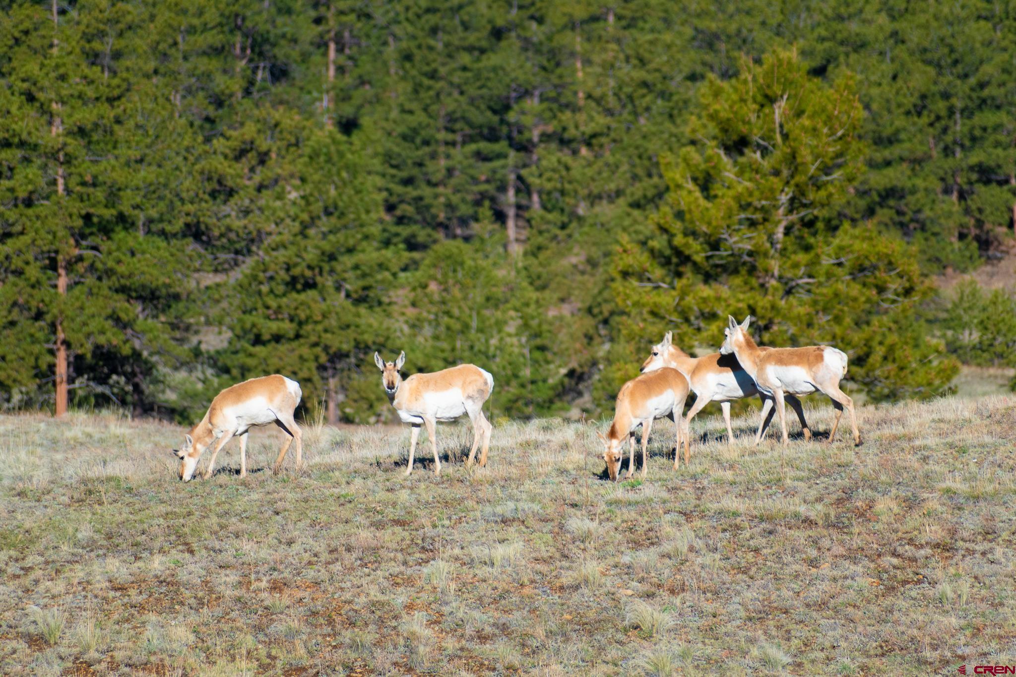 Inspirit Ranch Guffey, CO 80820 - Photo 26 of 35 a backyard of a house with table and chairs