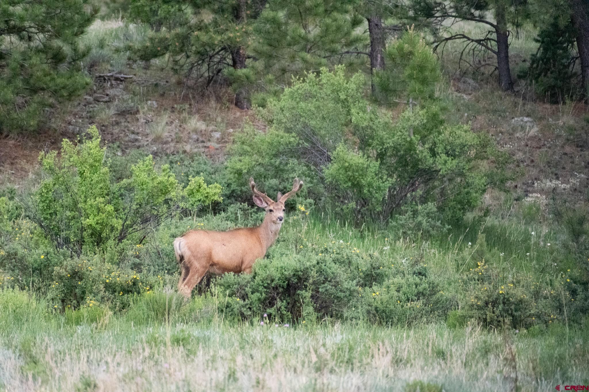 Inspirit Ranch Guffey, CO 80820 - Photo 29 of 35 a view of a lush green forest from a forest