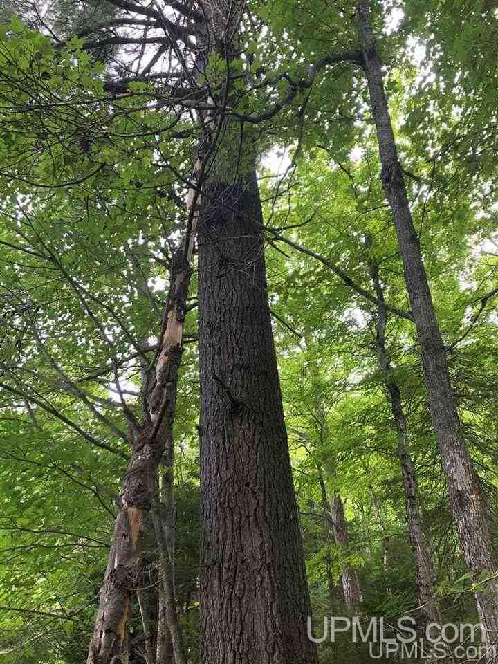 Tbd Deer Lake Road Ishpeming, MI 49849 - Photo 6 of 47