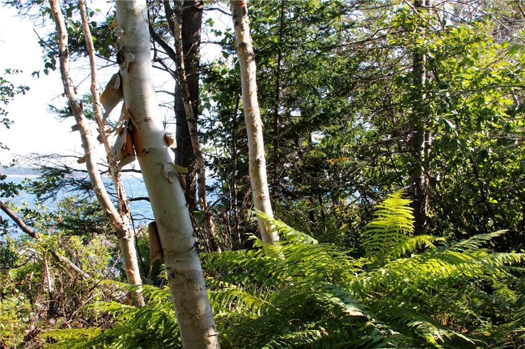 181 Lighthouse Point Road Prospect Harbor, ME 04669 - Photo 13 of 15 Ferns and a peeling birch
