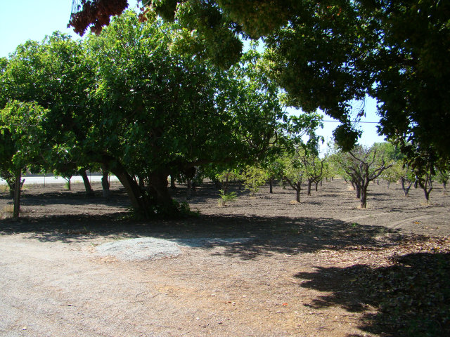 8170 Monterey Road Coyote, CA 95013 - Photo 16 of 17 a view of a yard with a tree