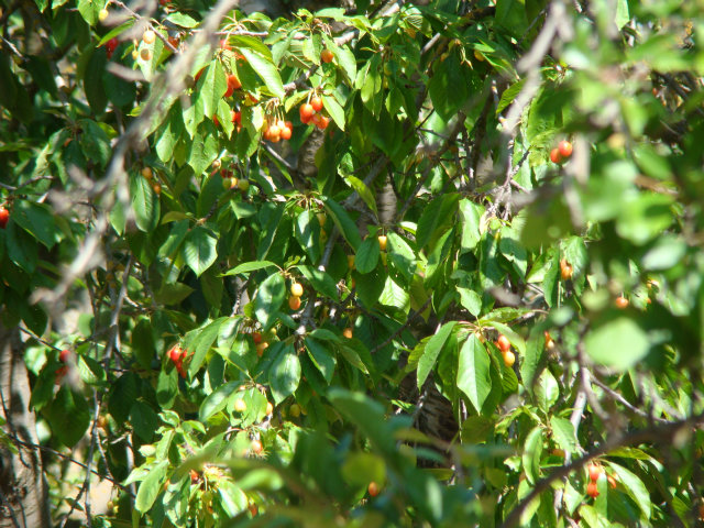 8170 Monterey Road Coyote, CA 95013 - Photo 17 of 17 a view of a tree