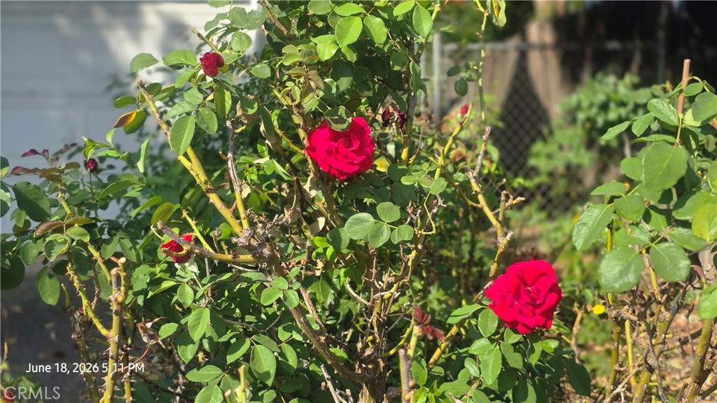 39 Franciscan Way Chico, CA 95973 - Photo 4 of 37 Beautiful Red Roses!