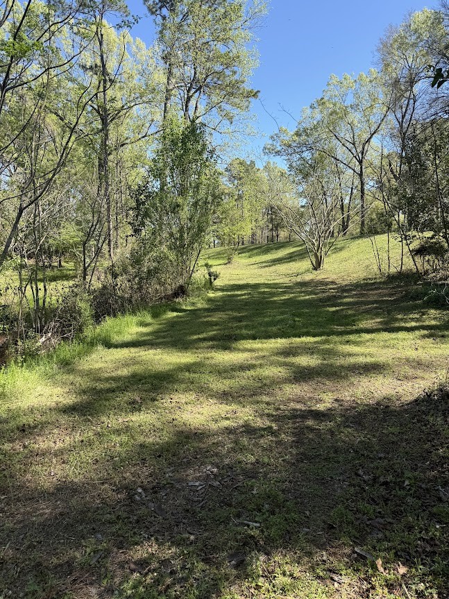 4001 East Carters Ferry Road Milam, TX 75959 - Photo 16 of 22 a view of a big yard with large trees