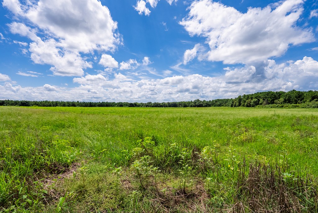 266-ac Loven Mill Road Richland, GA 31825 - Photo 13 of 35 a view of a big yard with lots of green space