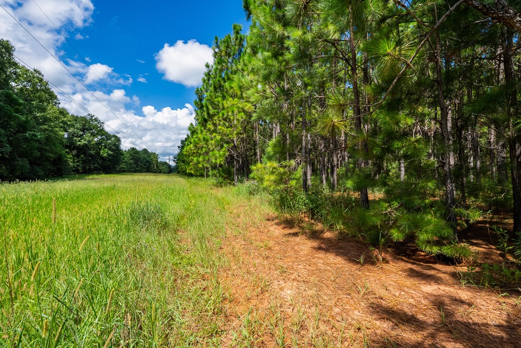 266-ac Loven Mill Road Richland, GA 31825 - Photo 24 of 35 a view of yard with swimming pool and green space