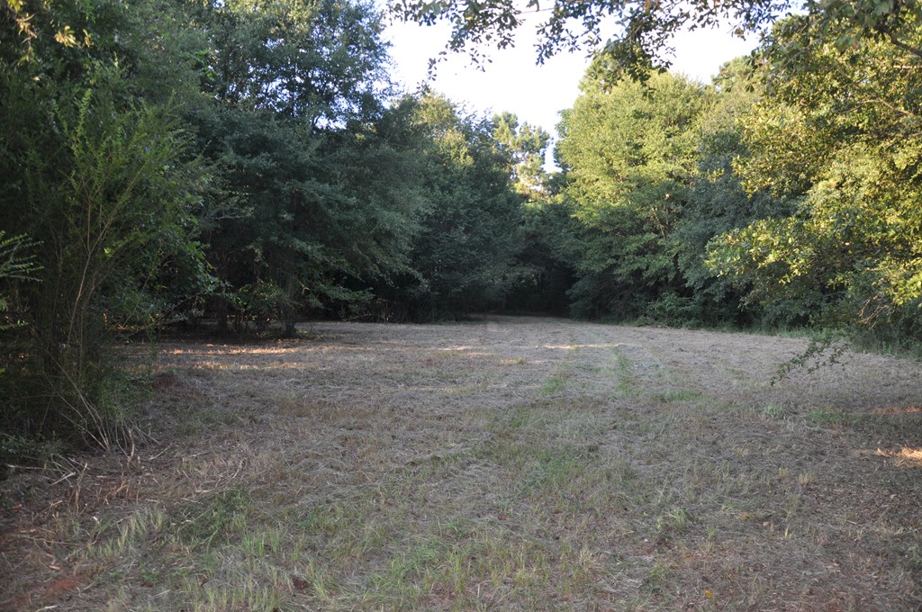 266-ac Loven Mill Road Richland, GA 31825 - Photo 27 of 35 a view of outdoor space with trees
