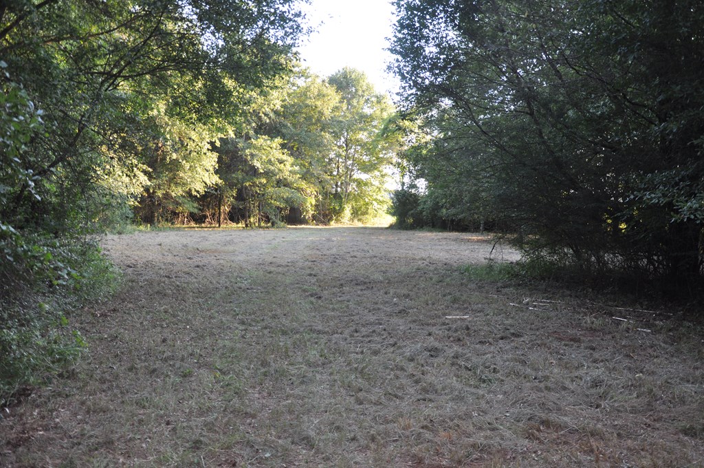 266-ac Loven Mill Road Richland, GA 31825 - Photo 28 of 35 a view of a yard with a tree