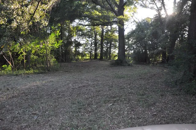 a view of a forest with trees in the background