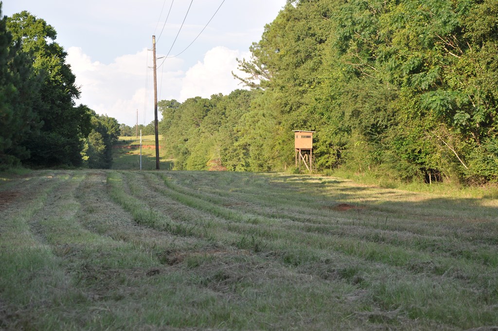266-ac Loven Mill Road Richland, GA 31825 - Photo 4 of 35 a view of a field with tall trees