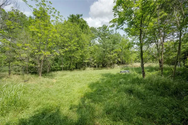 a view of a lush green forest