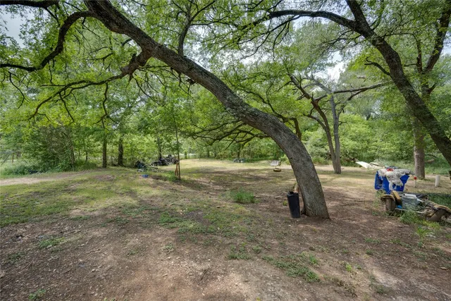 a view of some trees in the forest