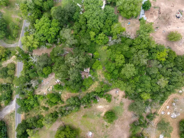 a view of a forest with a tree