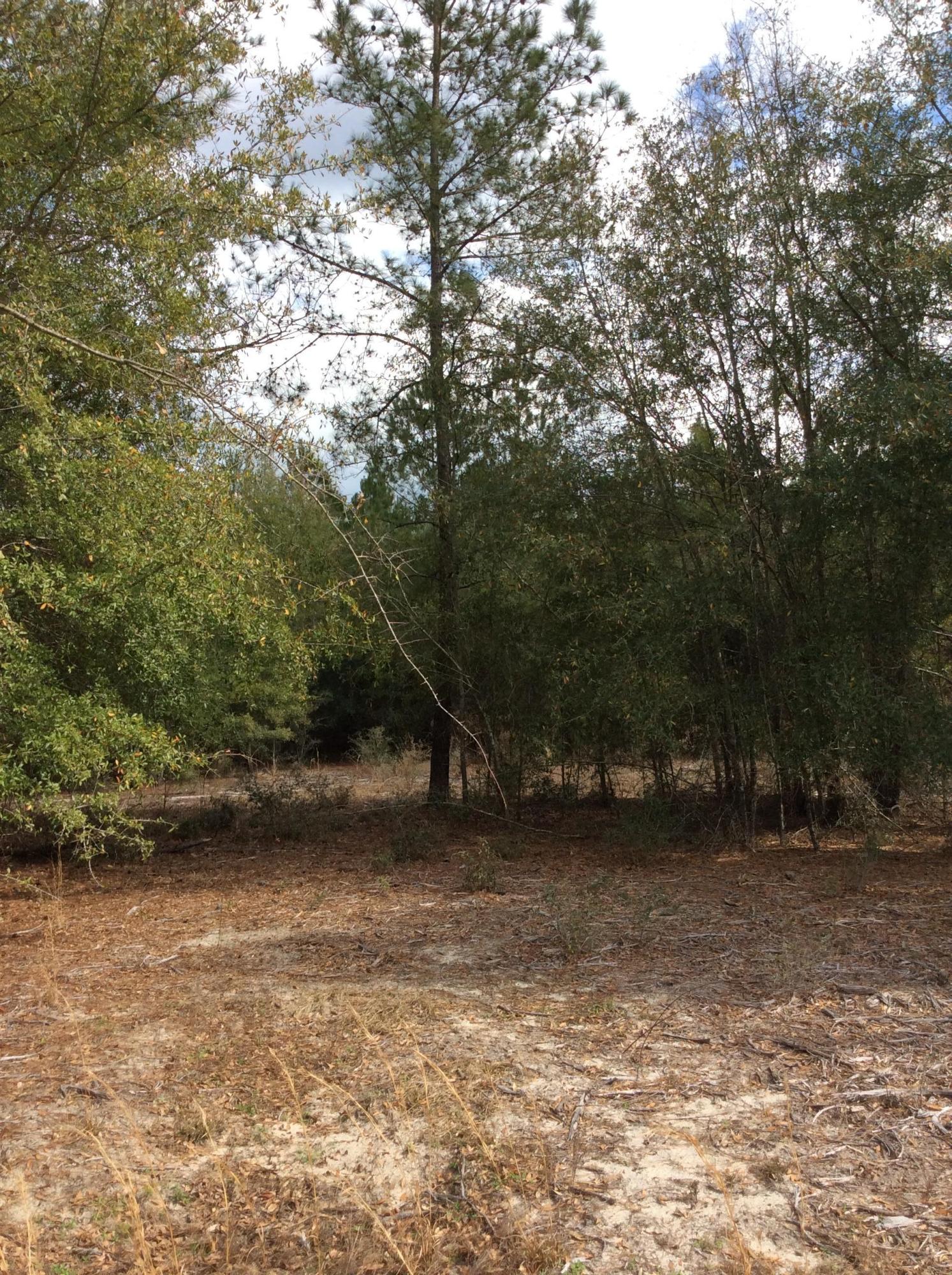O Lumber Road Ruffin, SC 29475 - Photo 1 of 14 IMG_1344
