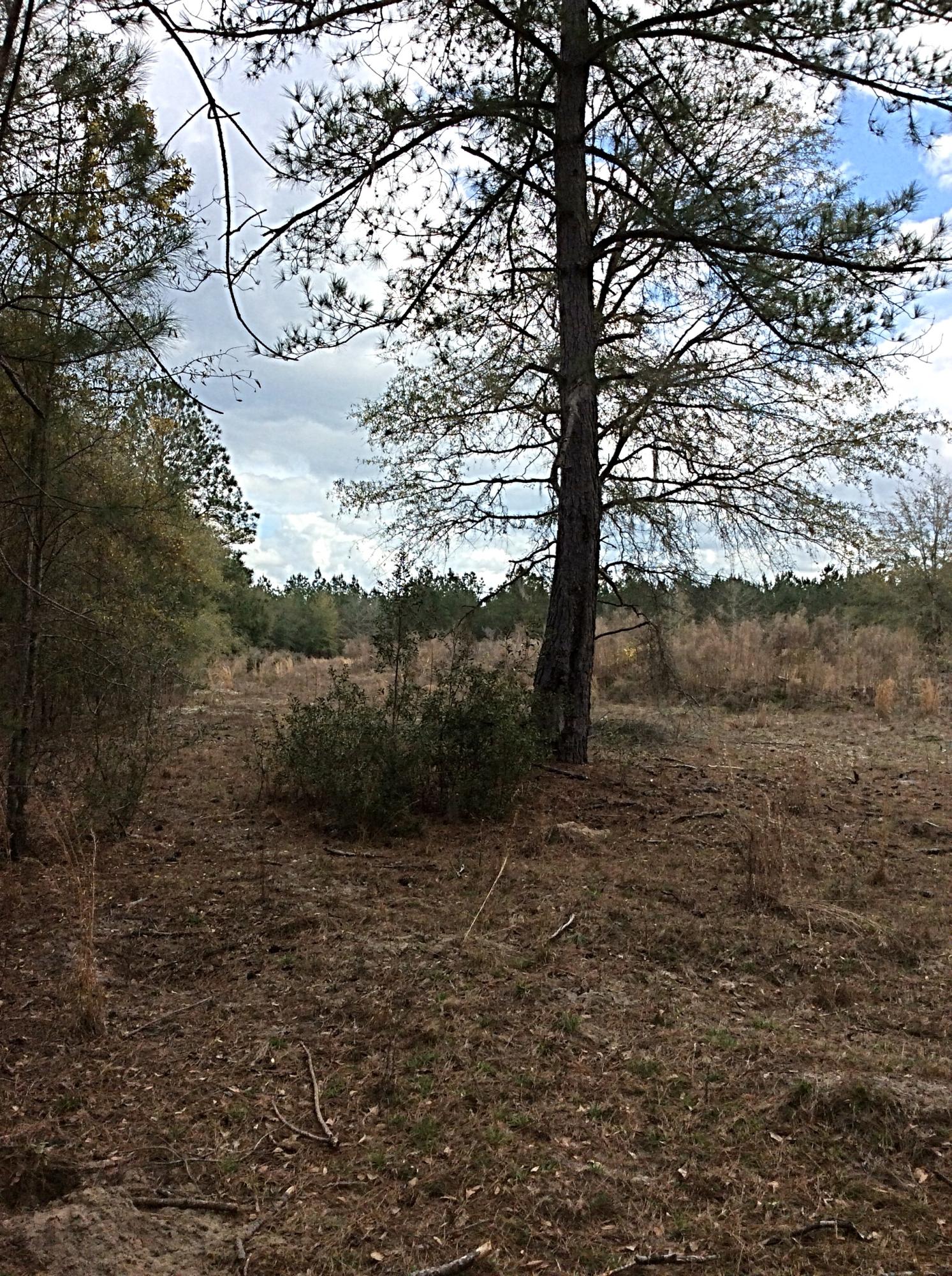 O Lumber Road Ruffin, SC 29475 - Photo 2 of 14 IMG_1357