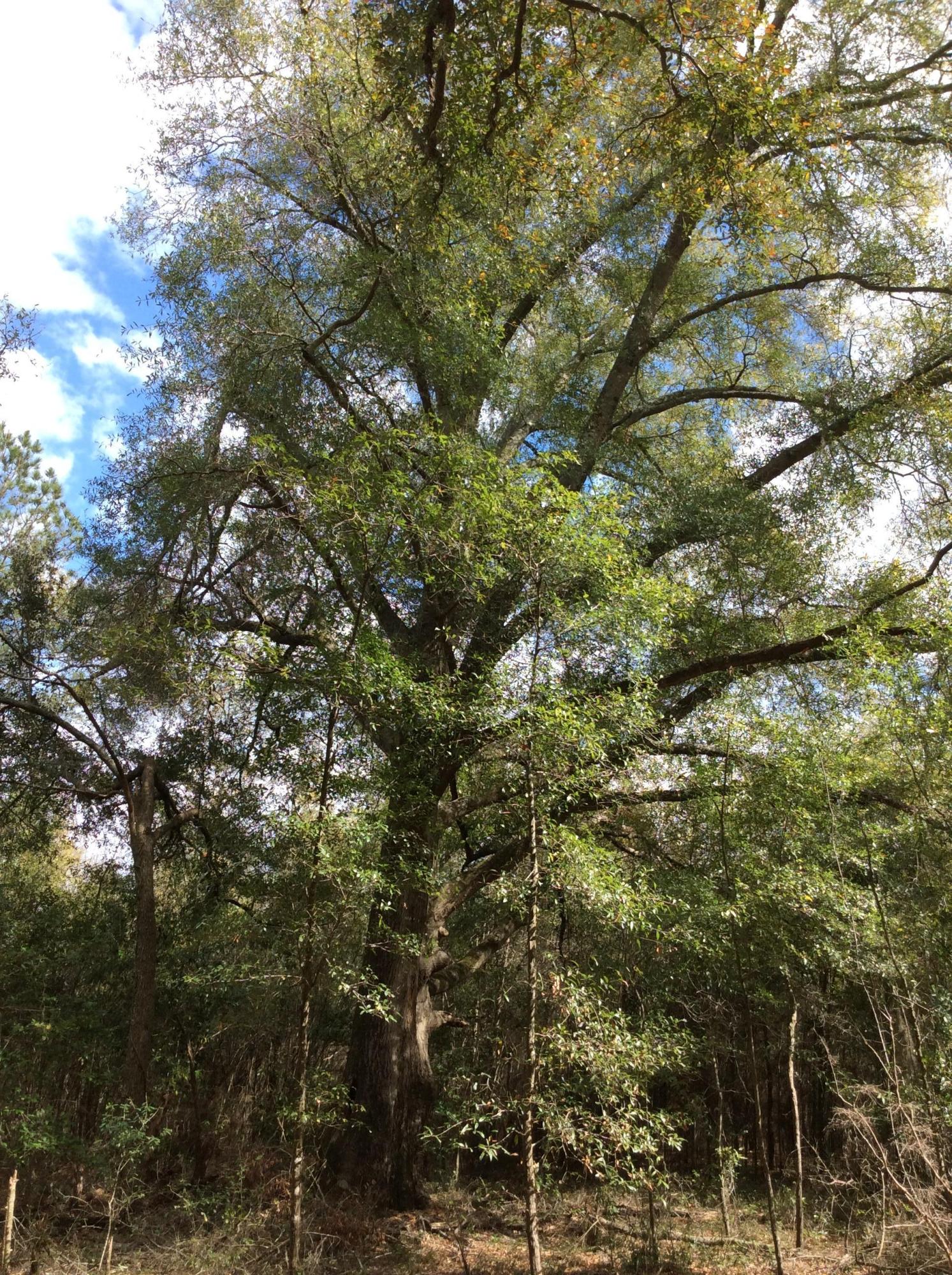 O Lumber Road Ruffin, SC 29475 - Photo 11 of 14 IMG_1335
