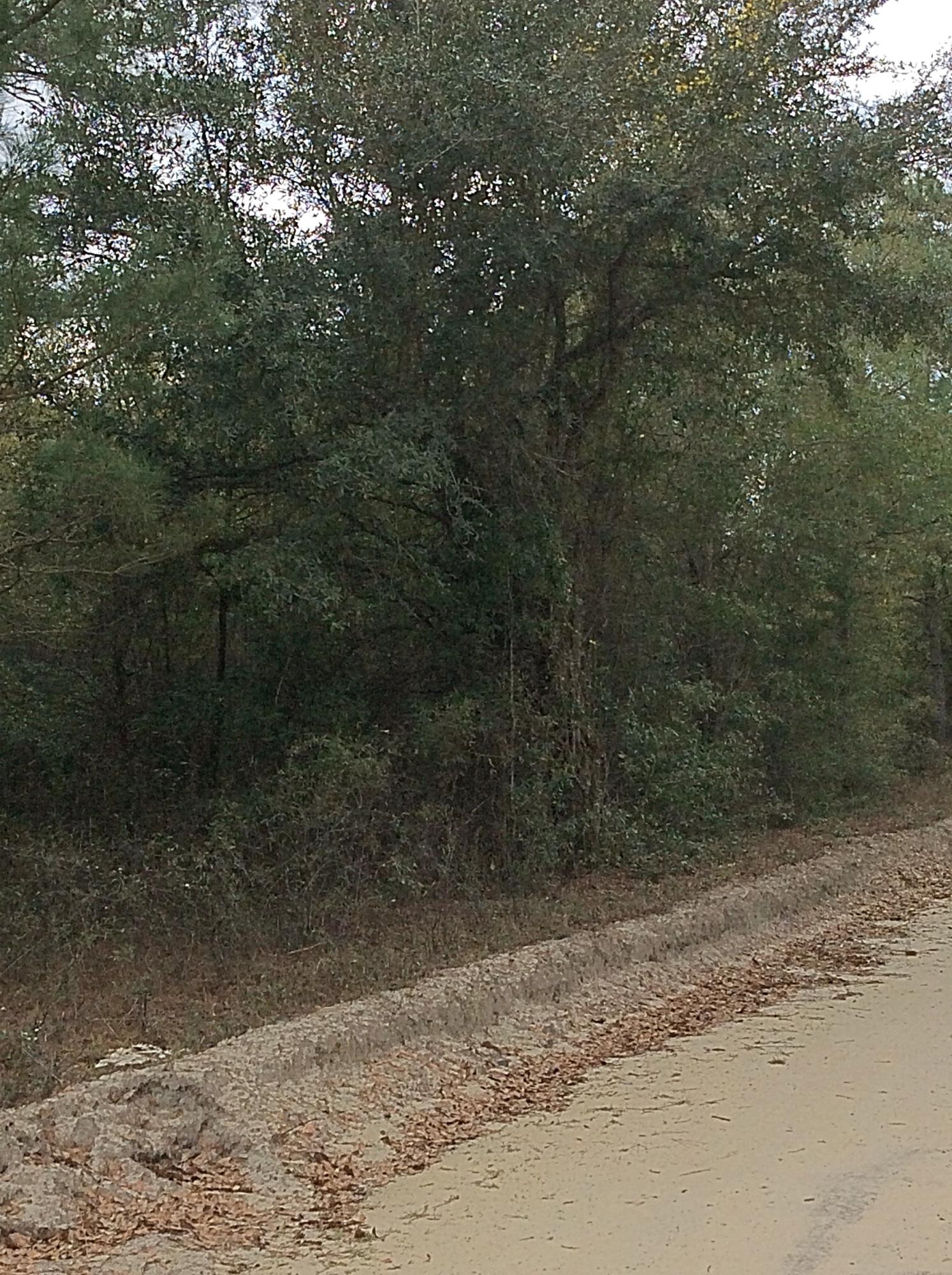 O Lumber Road Ruffin, SC 29475 - Photo 3 of 14 IMG_1361