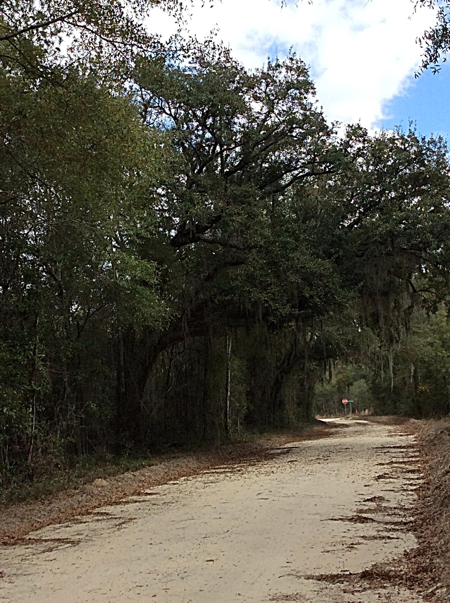 O Lumber Road Ruffin, SC 29475 - Photo 4 of 14 IMG_1359