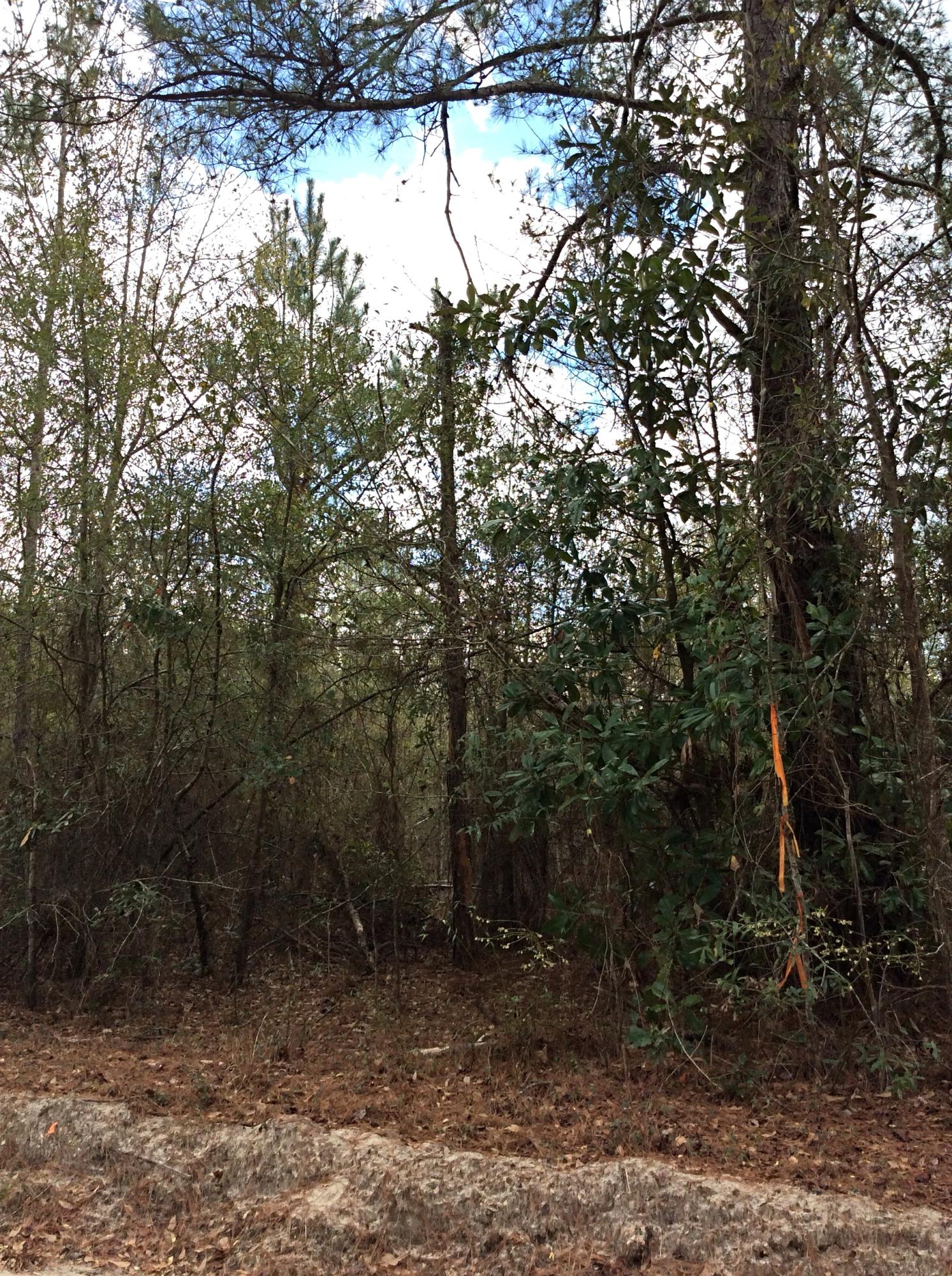 O Lumber Road Ruffin, SC 29475 - Photo 5 of 14 IMG_1365