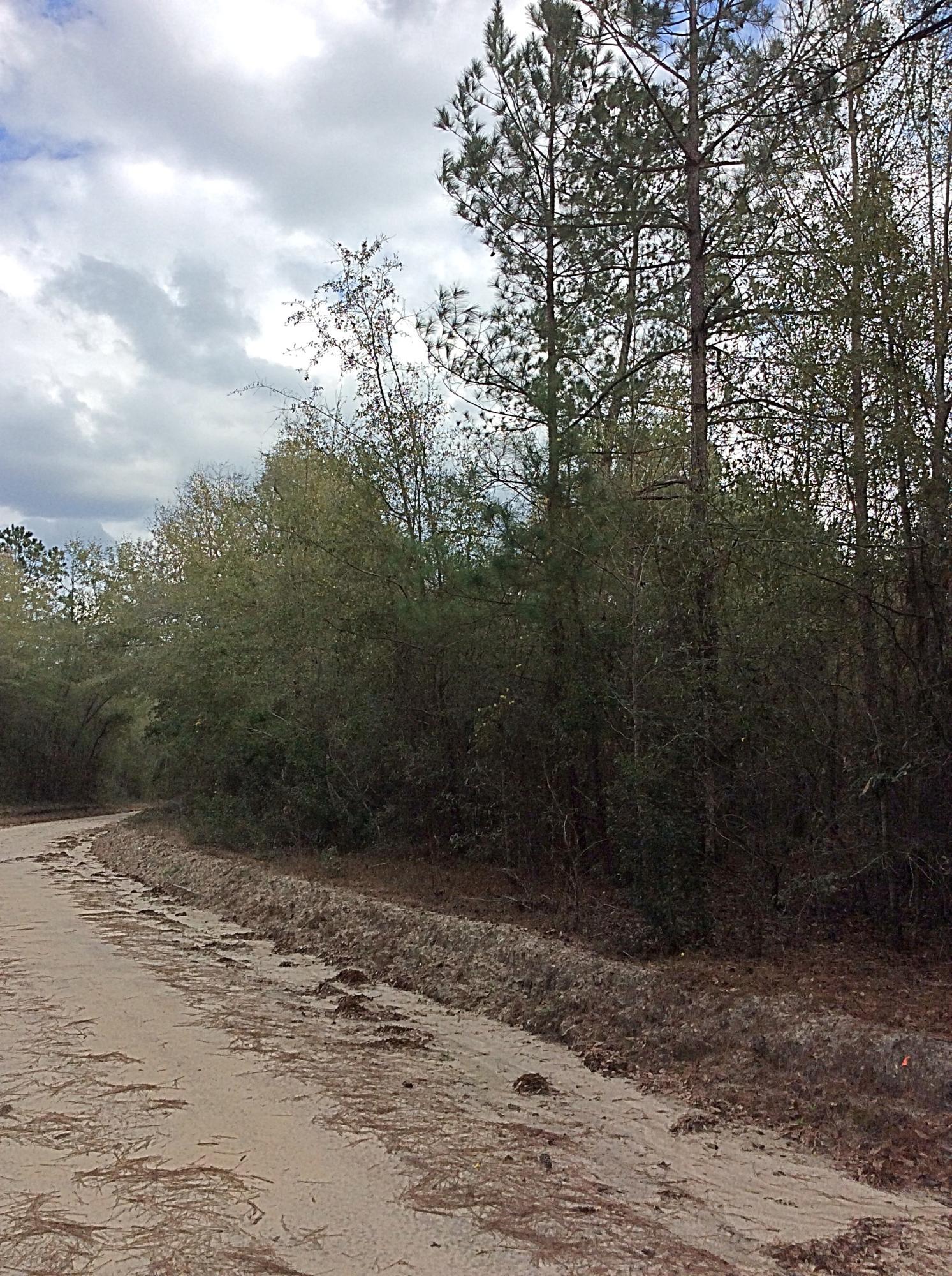 O Lumber Road Ruffin, SC 29475 - Photo 7 of 14 IMG_1366